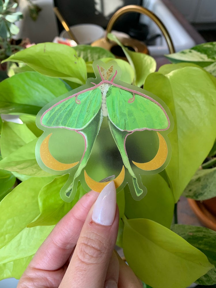 Luna Moth Sticker