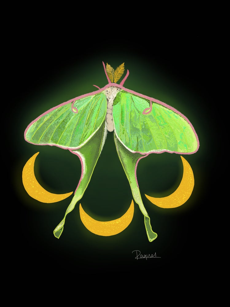 Luna Moth