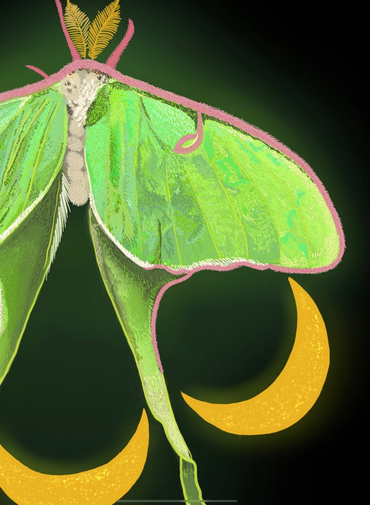 Luna Moth