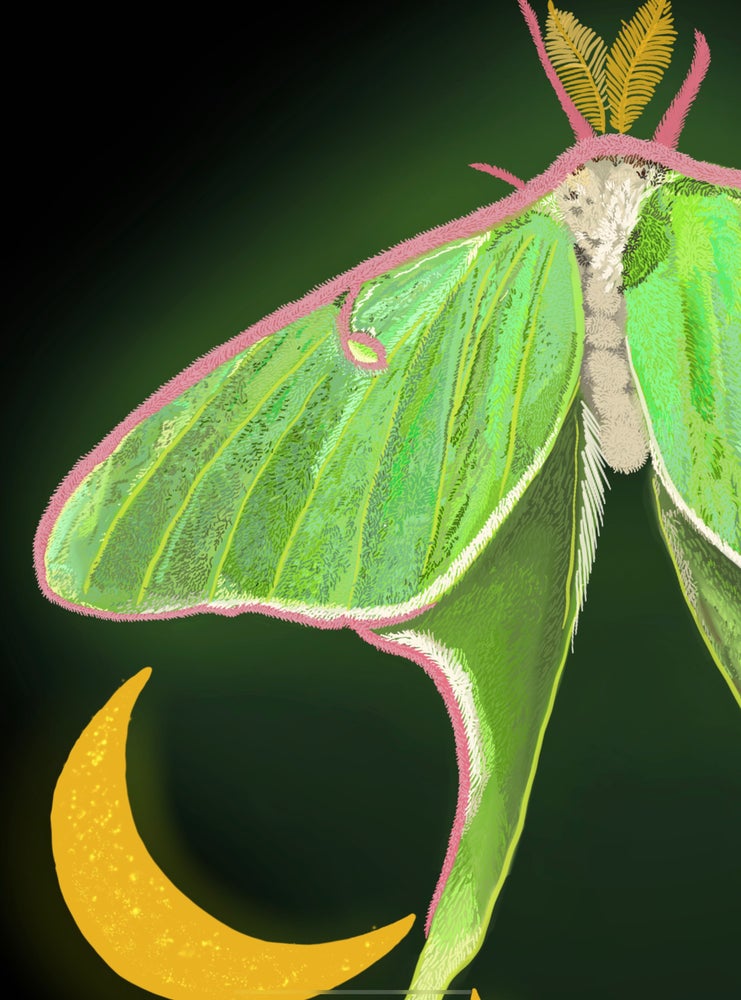 Luna Moth